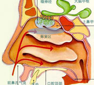 鼻咽部